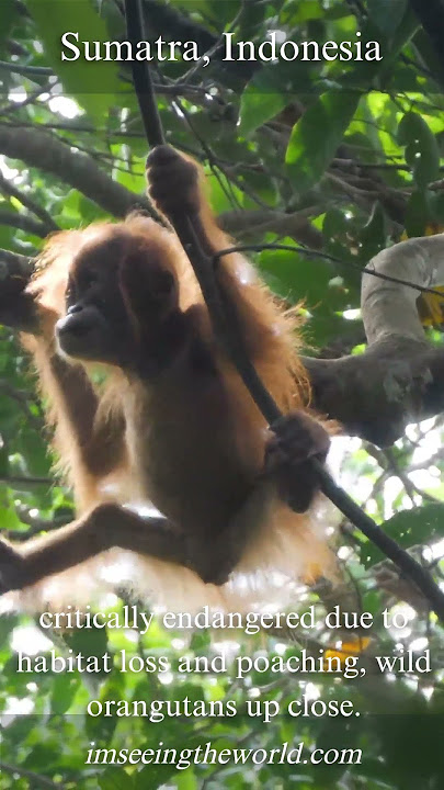 Discover the Wild Beauty of Bukit Lawang #imseeingtheworld.com