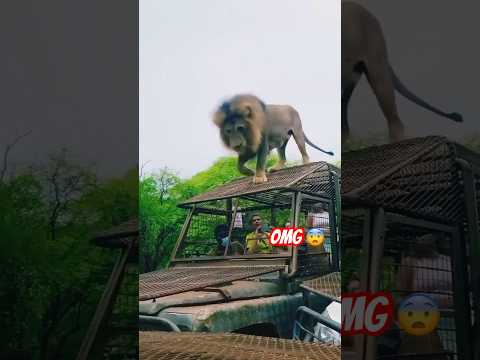 Lion Jumps On Safari Vehicle Lion Safari Shorts 
