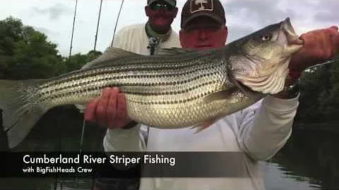 Striper Fishing on Cumberland River with BigFishHeads