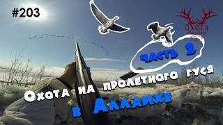 ЧАСТЬ 2! Аллаиха - охота на пролетного гуся