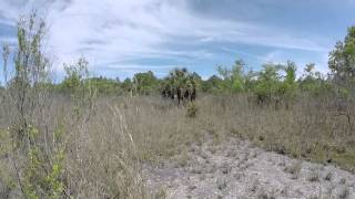 Exploring in The Hampton Tract at The Green Swamp