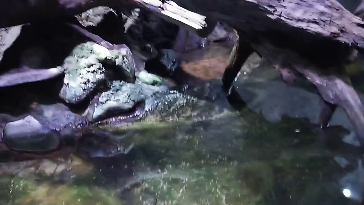 分かり辛いけど 世界最大の蛙 ゴライアスカエル Youtube