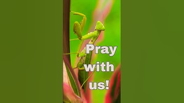 The Praying Mantis Chronicles: Marvels of Nature #prayingmantis #insect #shorts
