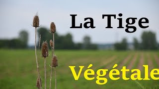 la tige végétale