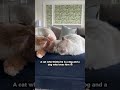 Romeo and Juliet could never ❤️ #animals #cute #puppy #dog
