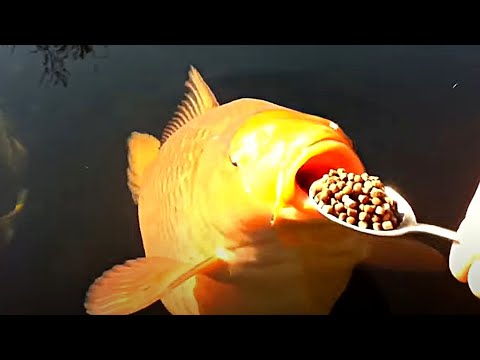 Видео: Koi: Не поймите этих больших, красочных карпов для золотой рыбки