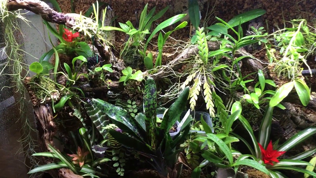 Orchids in my terrarium 10/2018 