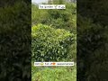 🍵Tea garden🏡 #trending #trendingshorts #shortsvideo #shorts #viralvideos #nature #travel #mountains