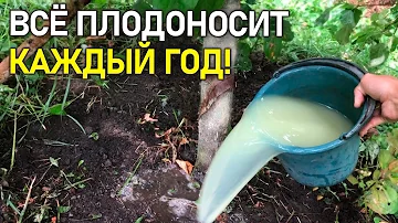 Выливаю ведро под каждое дерево в Сентябре! под Яблоню, Сливу. Это заставляет плодоносить каждый год