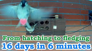 16 days from hatching to fledging
