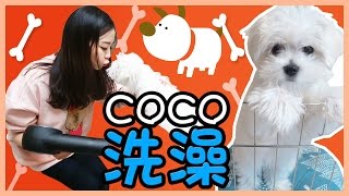 一起來給coco洗澡吧！ | 小伶玩具 Xiaoling toys