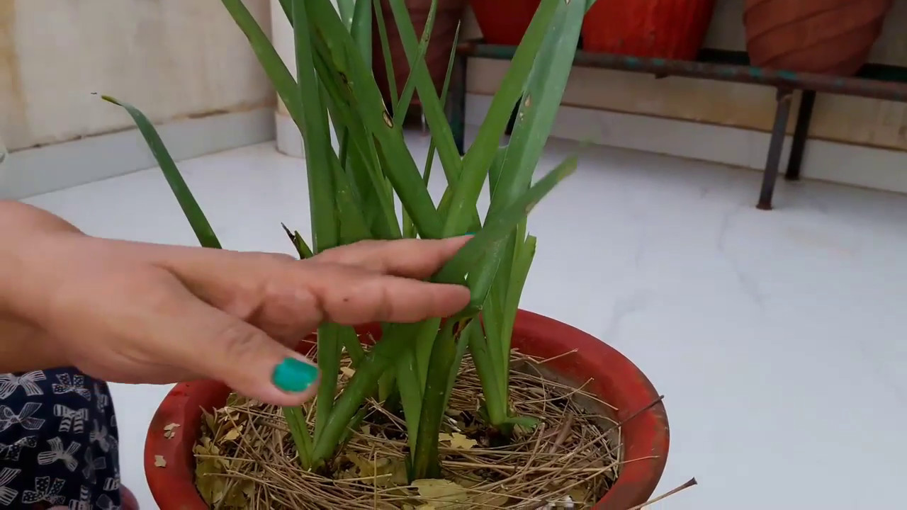How to grow and care Rajnigandha / Tuberose plant