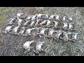 Rabbits Hunting France Feb 2015 Seine et Marne Chasse aux Lapins