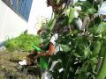 School Gardens story