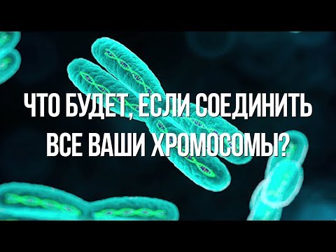 Видео: Почему у гамет всего 23 хромосомы?