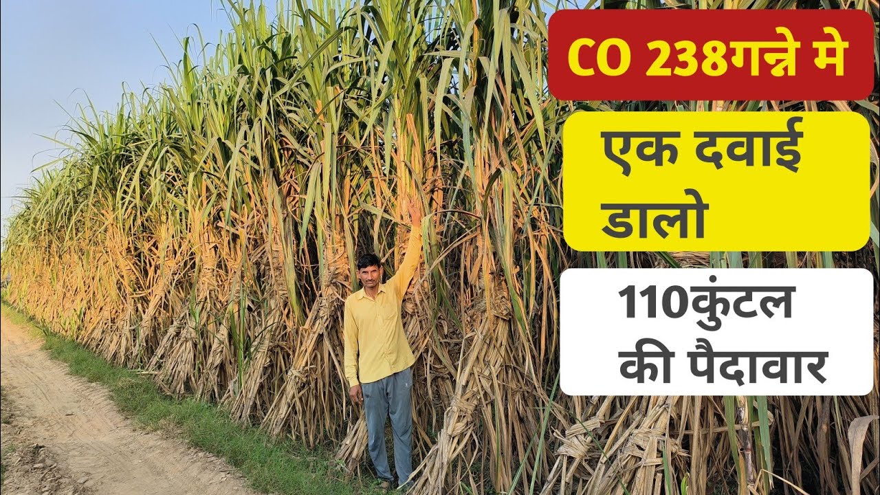 किसान ने बताया कैसे निकाल रहे हैंCO 238 गन्ने को आज भी 110 कुंटल पूरी जानकारी के लिए देखें!वीडियो