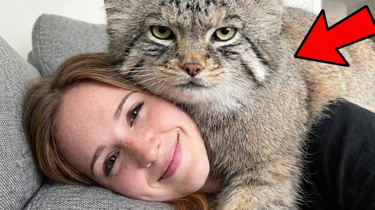 I Thought I Rescued a Stray Kitten… A Year Later, My House Belonged to Him