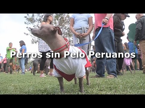 el perro sin pelo del peru deja atras cientos de anos de discriminacion el perro sin pelo del peru deja atras cientos de anos de discriminacion