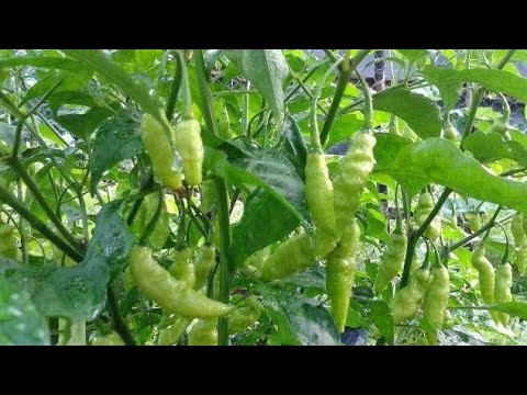 Vídeo: Em Vez De Uma Flor Na Janela, Vamos Plantar Pimenta Amarga