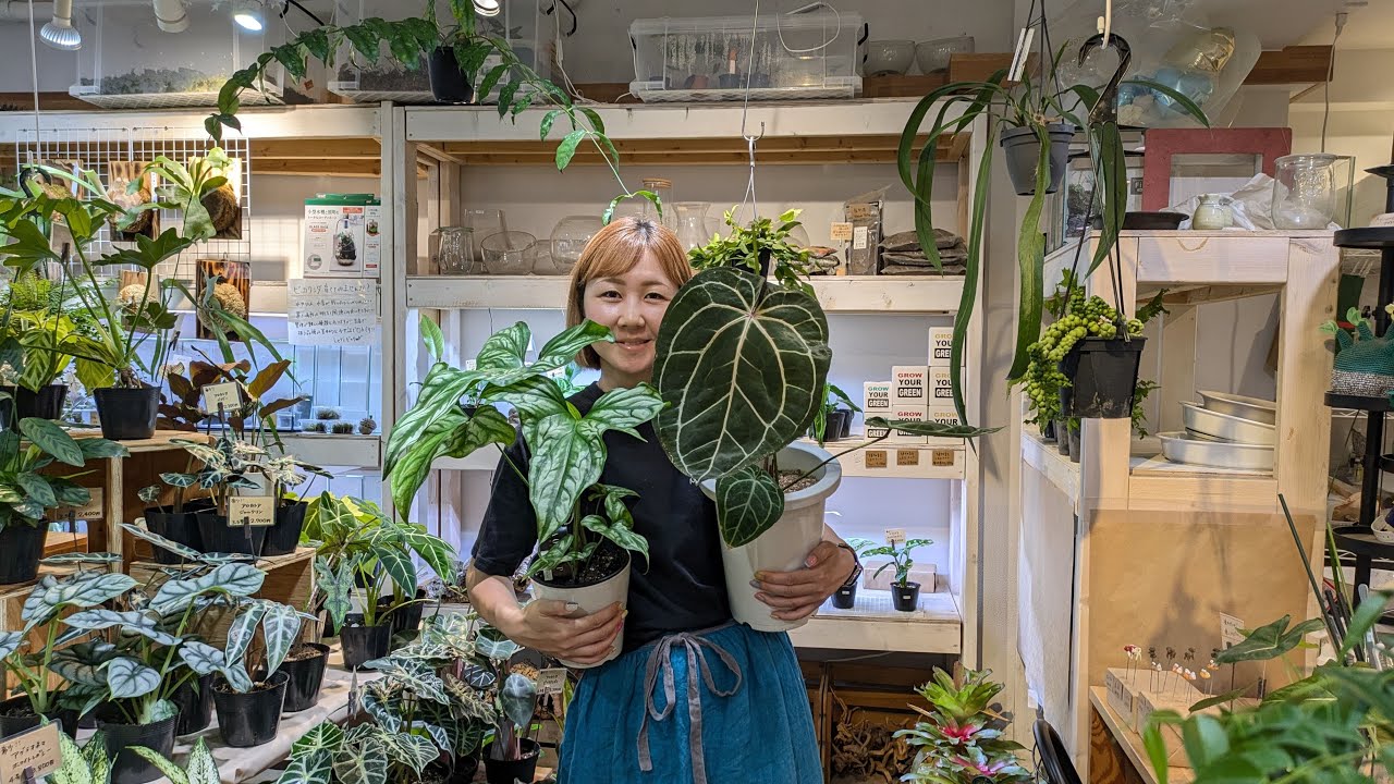 新入荷植物＆鉢ご紹介ライブ】2026.06.19 - YouTube