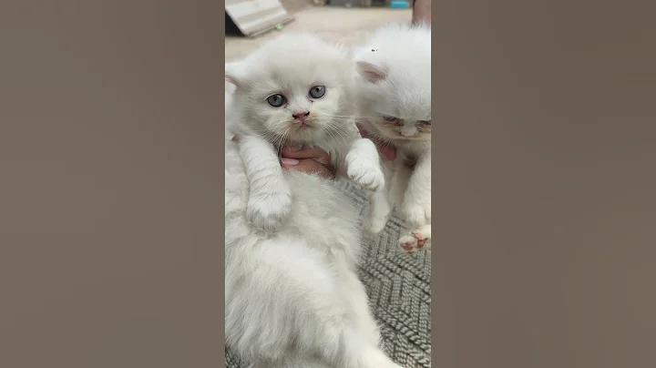 Video 8439441: persian cats catlover, white persian cat, punch face cat, baby cats