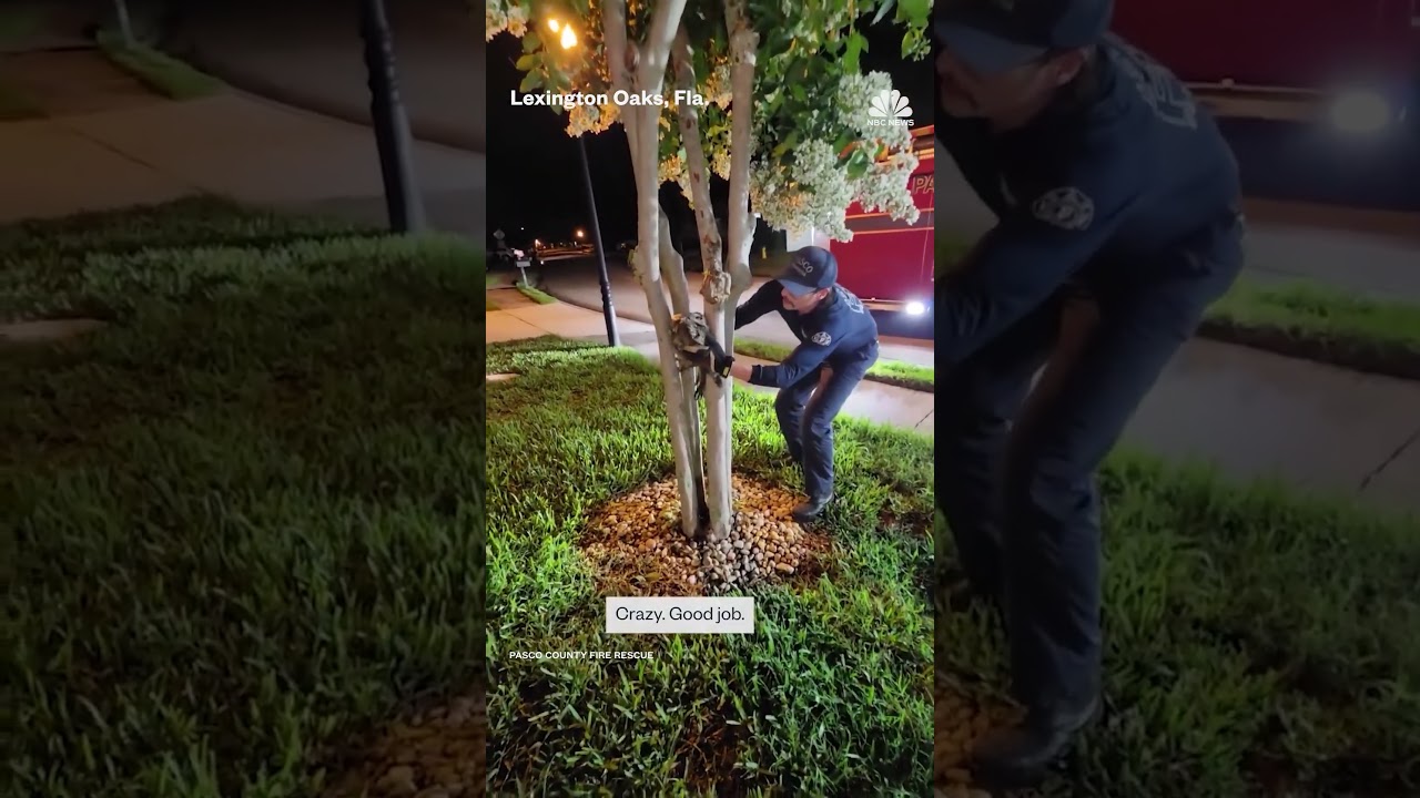 Florida firefighter saves an owl stuck at the base of a tree. Florida firefighter saves an owl stuck at the base of a tree.