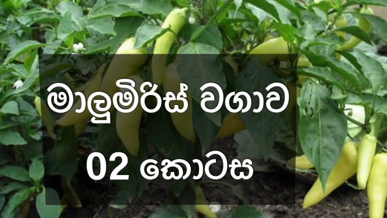 රත්‍රන් වගාව 02 කොටස. / අනිවාරෙන්ම බලන්න   #highlights #viral #trending #agriculture #all 