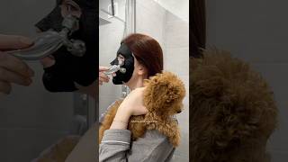 СКОЛЬКО СТОИТ ЗАВЕСТИ ЩЕНКА ТОЙ-ПУДЕЛЯ 🐶 #тойпудель #щеноквдоме #домашниеживотные #влог