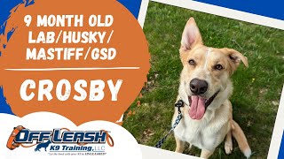 Best Lab / Husky / Mastiff / GSD Dog Training | Davenport, Iowa | Crosby