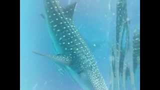GE DV1 Underwater(sea water) sample