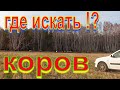 Как осенью коровы убегают из деревни в поле потерял полстада