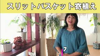 【ガーデニング】挿し木苗でスリットバスケット