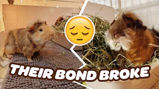 MY MALE GUINEA PIGS SPLIT 😔 CAUGHT ON CAMERA