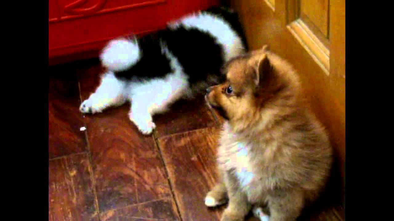 Party Color Pomeranian You Party Color Pomeranian You