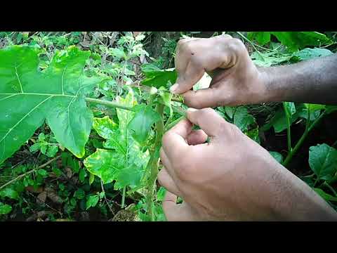 Grafting brinjal plant on turkey berry plant 2021/How to graft pea egg plant/Grafting plants 2021