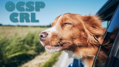 Easily Setup CRL and OCSP Services with Certdog