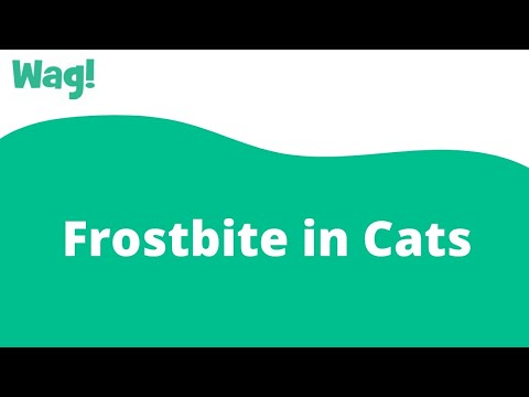 Video: Frostbite In Cats