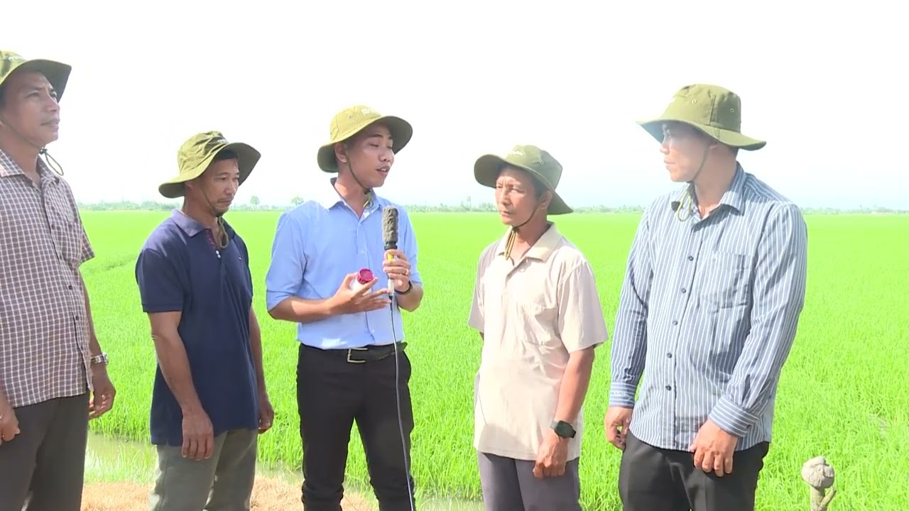 Amistar Top 325SC mang lại lợi ích gì cho giai đoạn lúa làm đòng | Syngenta | VFC | Sâu bệnh lúa |