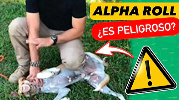 ¿Cómo se hace un alpha roll a un perro?