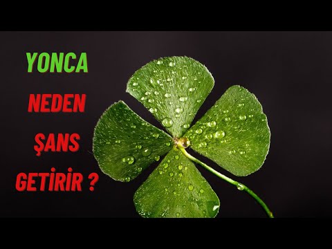 Yonca neden şans getirir? | Şans getirdiğine dair efsane ve inanışlar