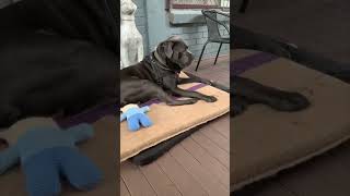 Big Dog Pushes Little Dog Away