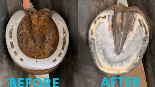 Satisfying horse hoof restoration - farrier  - asmr