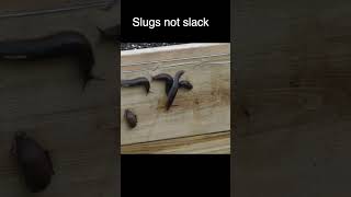 Cold Shock For Slugs? Electric Fence Vs Garden Pests
