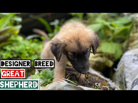 Great Shepherd Puppies from Great Shepherd Parents | Great Dane German Shepherd Mix Breed