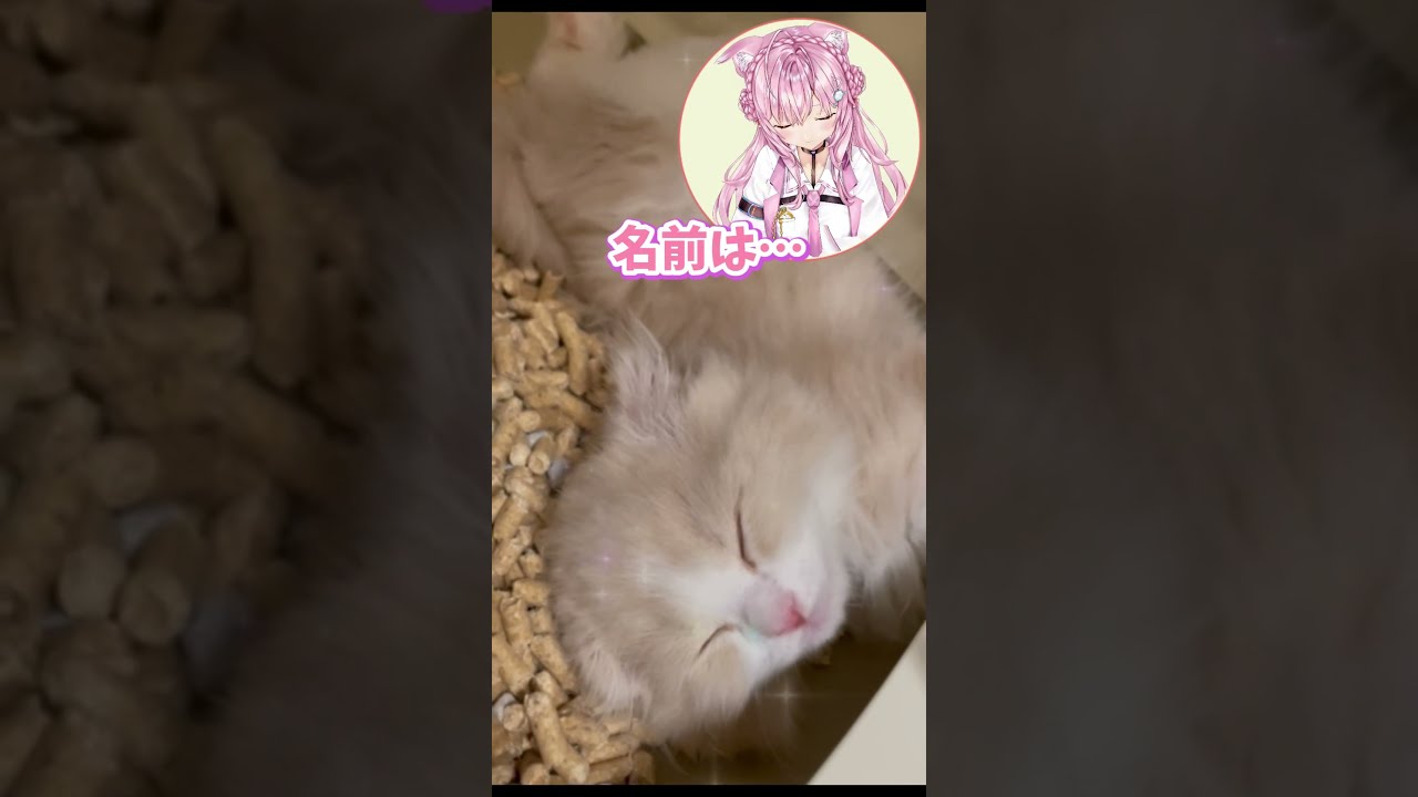 このこねこのこ 21点パーツまとめ このこねこのこ様専用 21点パーツまとめ スポーツトイ