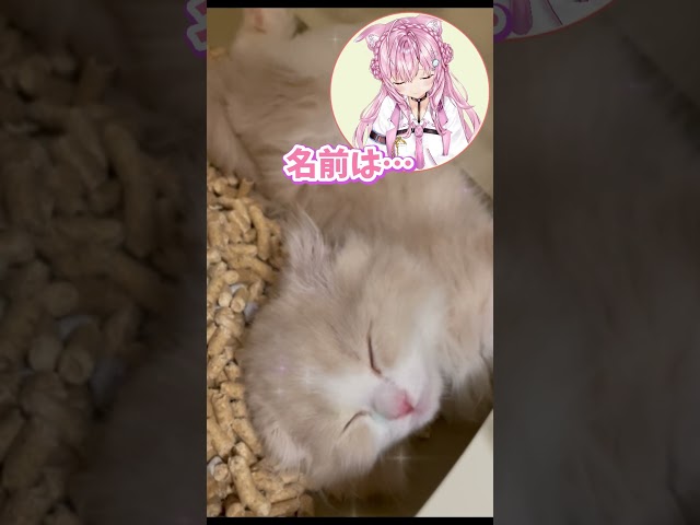 子猫を飼い始めました🐈 I started to get a kitten♡ #shorts 【博衣こより/ホロライブ】のサムネイル