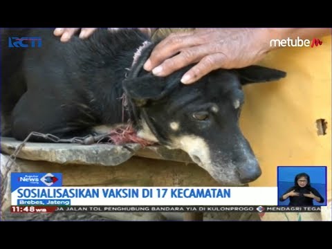 Video: 10 Makanan Manusia untuk Anjing