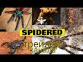 трейлер канала     SPIDERED