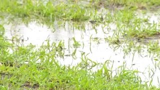 Rushing waters, flooding is forcing farmers to adapt
