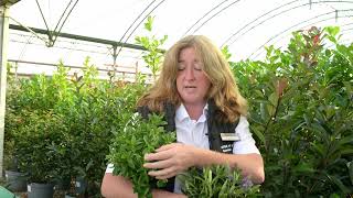Plant of the Week - Hebe 'Addenda'
